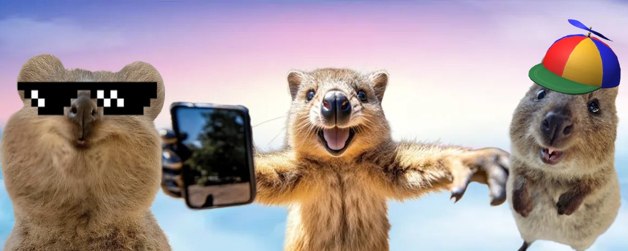 A squad of happy quokkas